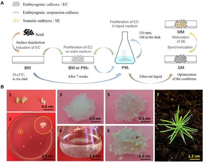Stable and Efficient Agrobacterium-Mediated Genetic Transformation of Larch Using Embryogenic Callus